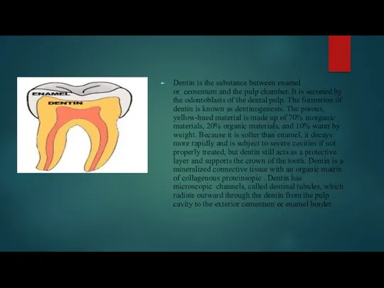 Dentin is the substance between enamel or cementum and the