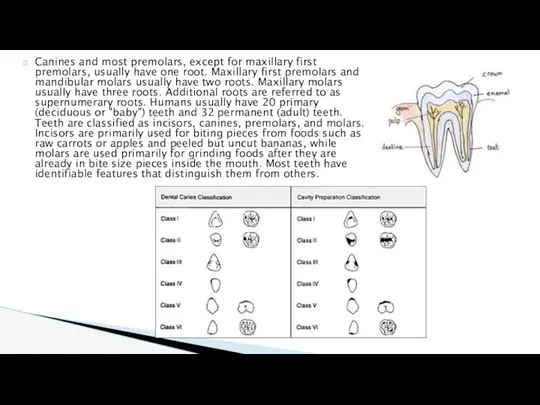 Canines and most premolars, except for maxillary first premolars, usually