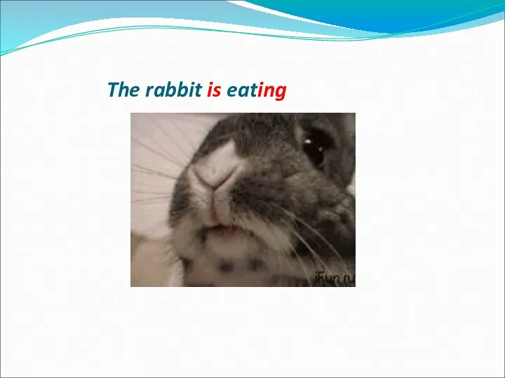 The rabbit is eating