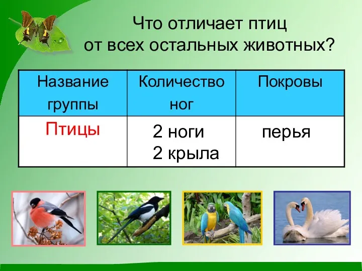 Что отличает птиц от всех остальных животных? 2 ноги 2 крыла перья