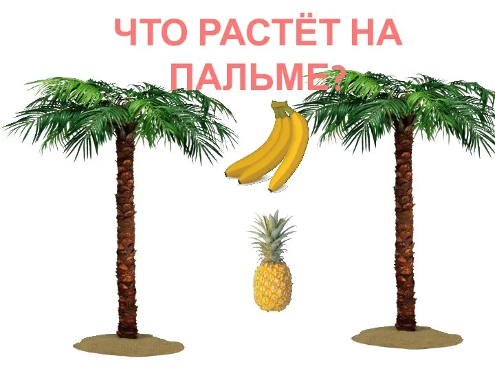 ЧТО РАСТЁТ НА ПАЛЬМЕ?