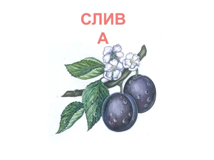 СЛИВА