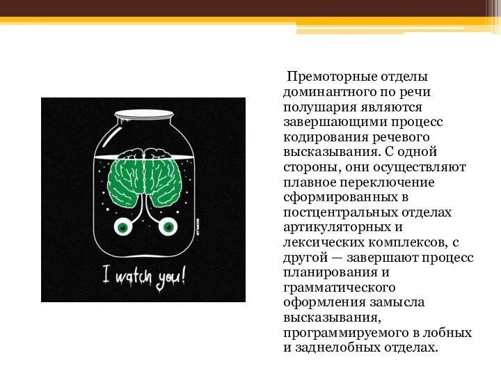 Премоторные отделы доминантного по речи полушария являются завершающими процесс кодирования