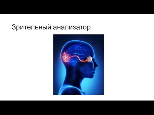 Зрительный анализатор