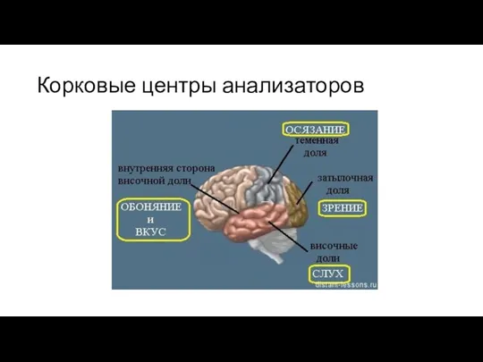 Корковые центры анализаторов