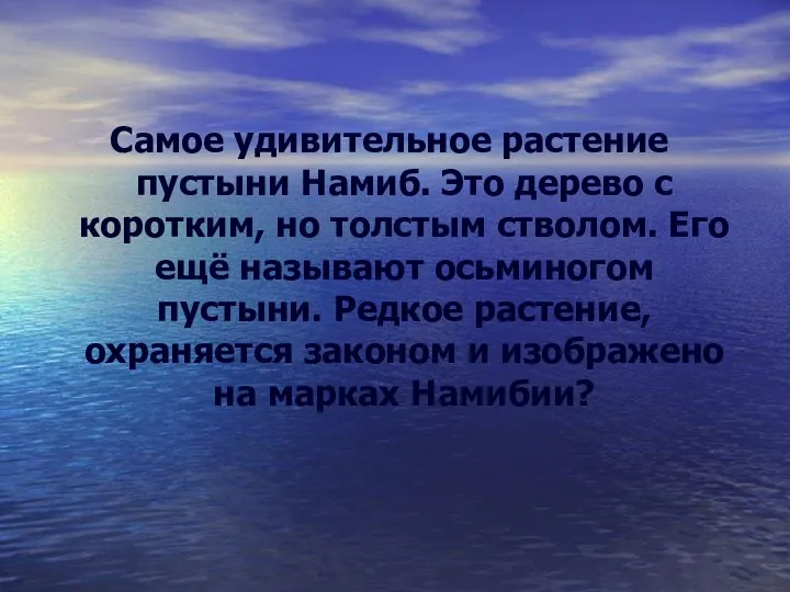 Самое удивительное растение пустыни Намиб. Это дерево с коротким, но