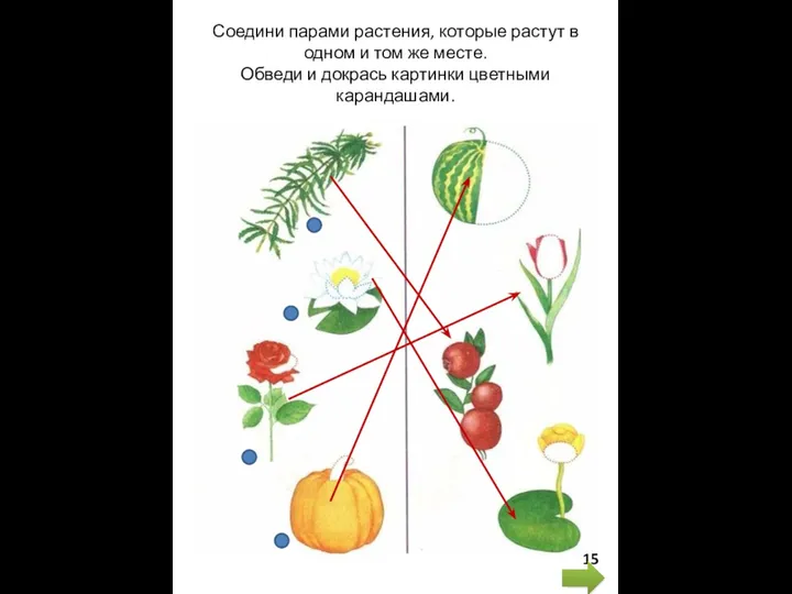 Соедини парами растения, которые растут в одном и том же