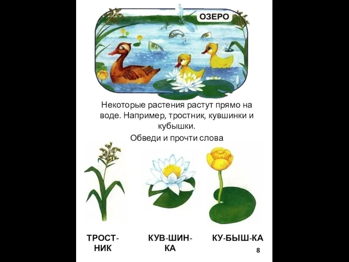 ОЗЕРО Некоторые растения растут прямо на воде. Например, тростник, кувшинки