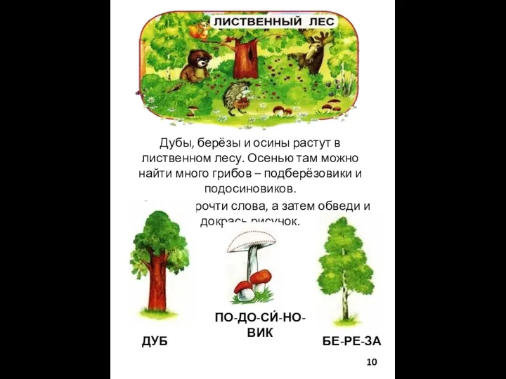 ЛИСТВЕННЫЙ ЛЕС Дубы, берёзы и осины растут в лиственном лесу.