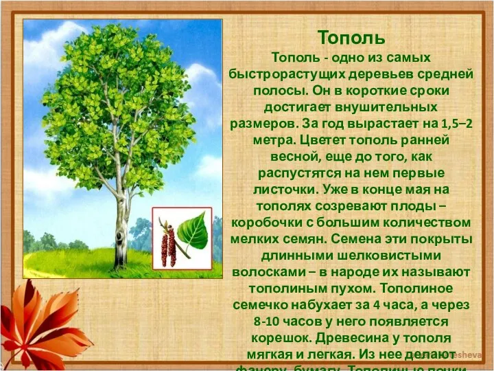 Тополь Тополь - одно из самых быстрорастущих деревьев средней полосы. Он в короткие