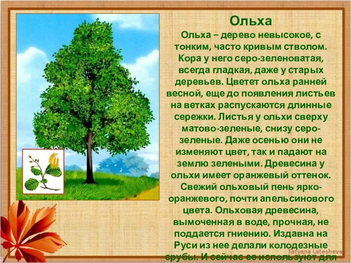 Ольха Ольха – дерево невысокое, с тонким, часто кривым стволом. Кора у него