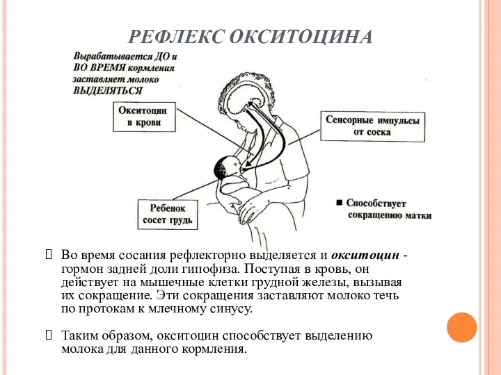РЕФЛЕКС ОКСИТОЦИНА Во время сосания рефлекторно выделяется и окситоцин - гормон задней доли