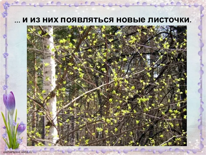 ... и из них появляться новые листочки.