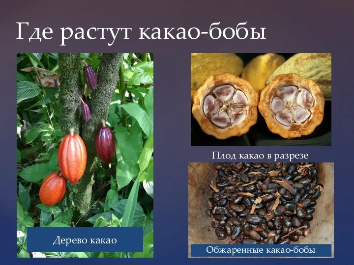 Где растут какао-бобы Дерево какао Плод какао в разрезе Обжаренные какао-бобы
