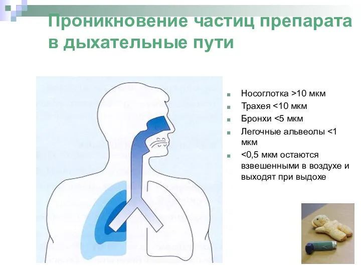 Проникновение частиц препарата в дыхательные пути Носоглотка >10 мкм Трахея Бронхи Легочные альвеолы