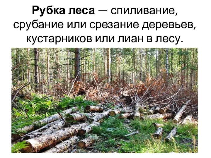 Рубка леса — спиливание, срубание или срезание деревьев, кустарников или лиан в лесу.