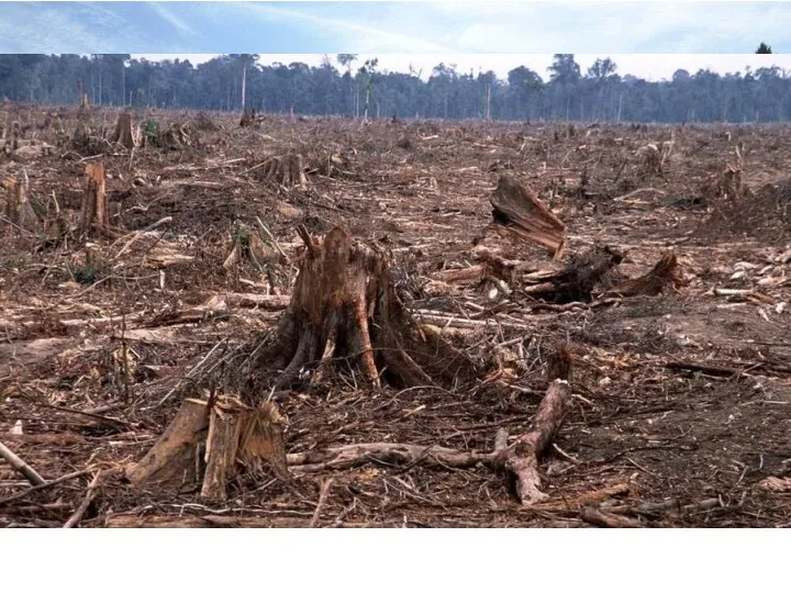Основные причины вырубки леса Расширение сельскохозяйственных угодий Вырубка с целью использования древесины Вырубка