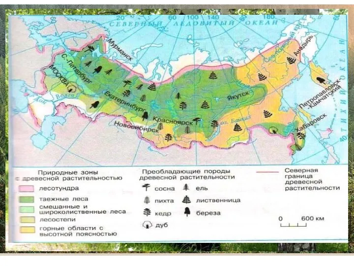 Леса России 22 % площади лесов мира ¼ мировых запасов древесины хвойные насаждения