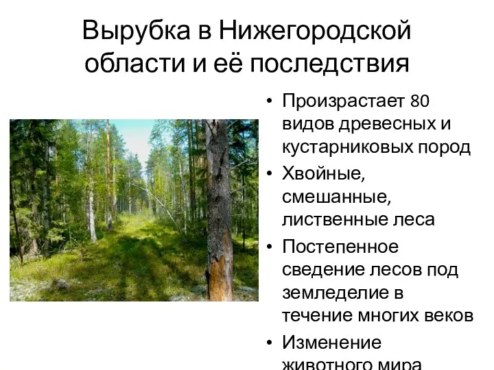 Вырубка в Нижегородской области и её последствия Произрастает 80 видов древесных и кустарниковых