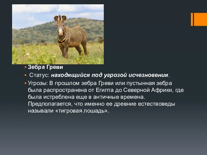 Зебра Греви Статус: находящийся под угрозой исчезновения. Угрозы: В прошлом