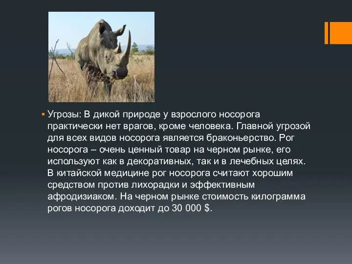 Угрозы: В дикой природе у взрослого носорога практически нет врагов,