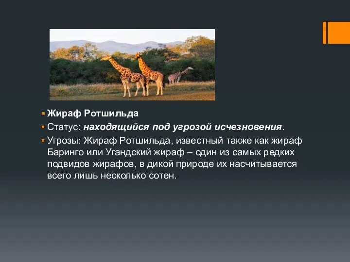 Жираф Ротшильда Статус: находящийся под угрозой исчезновения. Угрозы: Жираф Ротшильда,