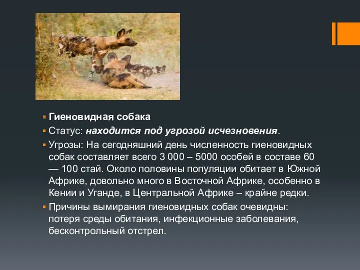 Гиеновидная собака Статус: находится под угрозой исчезновения. Угрозы: На сегодняшний