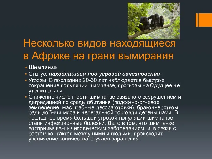 Несколько видов находящиеся в Африке на грани вымирания Шимпанзе Статус: