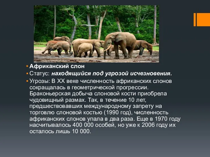 Африканский слон Статус: находящийся под угрозой исчезновения. Угрозы: В XX
