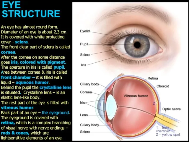 EYE STRUCTURE 1 1 – front chamber 2 – yellow spot An eye