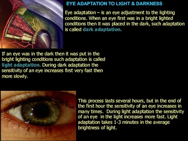 EYE ADAPTATION TO LIGHT & DARKNESS This process lasts several hours, but in