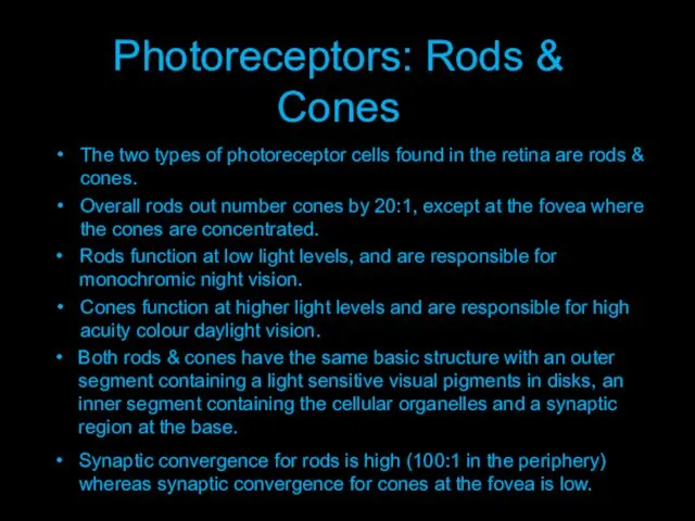 Photoreceptors: Rods & Cones Synaptic convergence for rods is high (100:1 in the