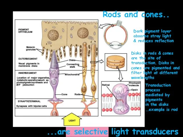 Rods and cones.. ...are selective light transducers Dark pigment layer absorbs stray light