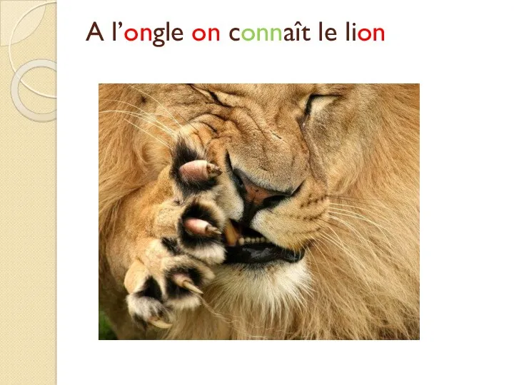 A l’ongle on connaît le lion