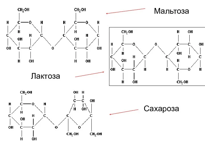 Мальтоза Лактоза Сахароза