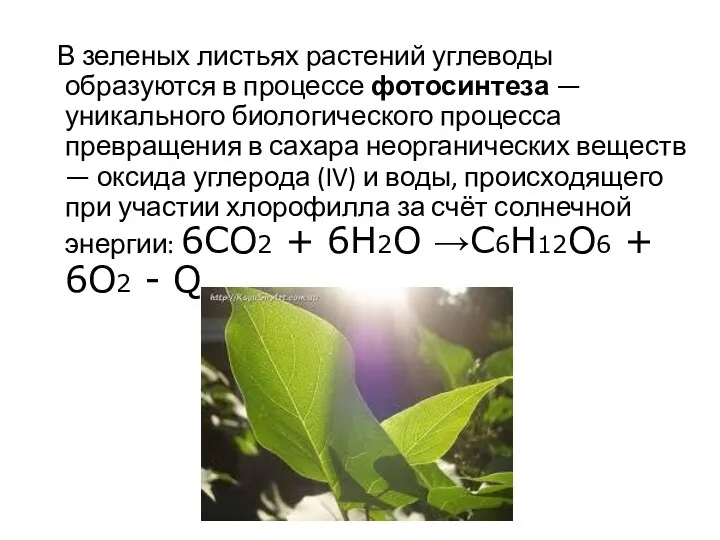 В зеленых листьях растений углеводы образуются в процессе фотосинтеза —