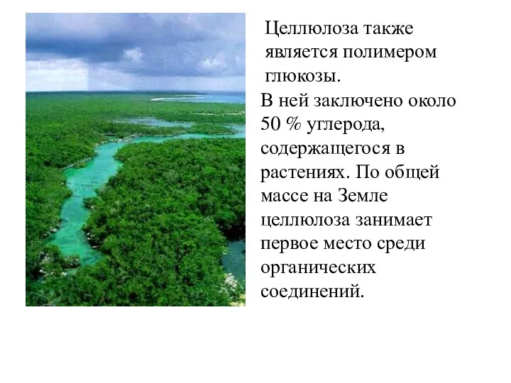 Целлюлоза также является полимером глюкозы. В ней заключено около 50