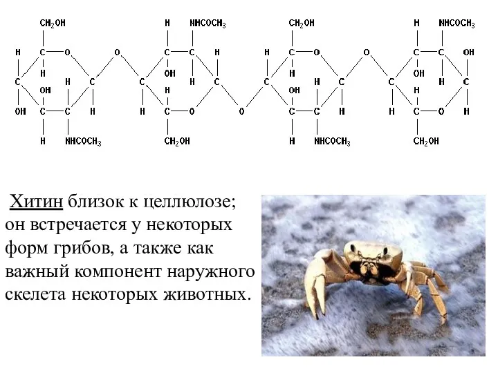 Хитин близок к целлюлозе; он встречается у некоторых форм грибов,