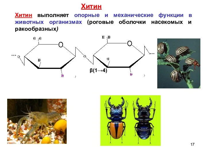 Хитин выполняет опорные и механические функции в животных организмах (роговые