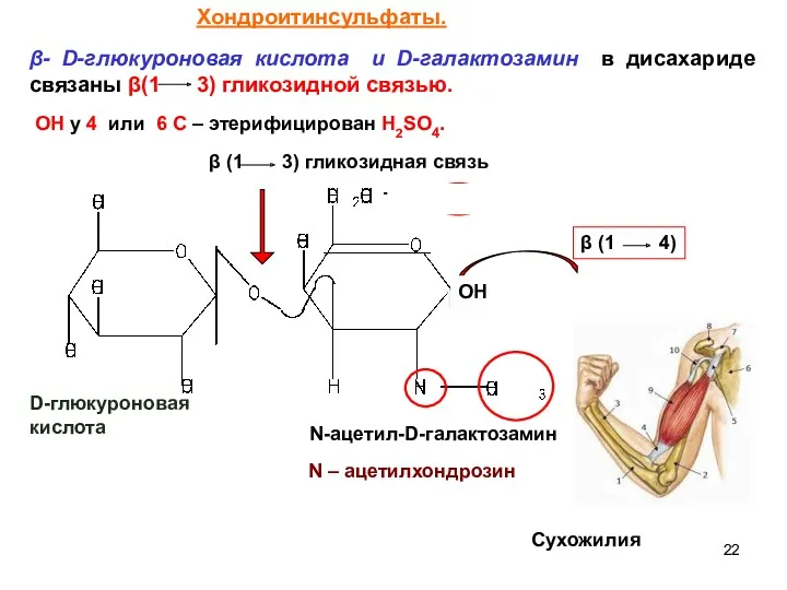 β- D-глюкуроновая кислота и D-галактозамин в дисахариде связаны β(1 3)