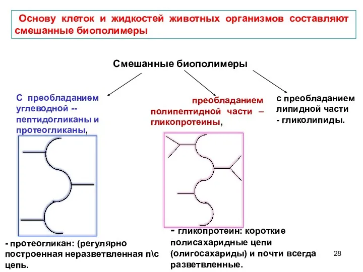 Основу клеток и жидкостей животных организмов составляют смешанные биополимеры С