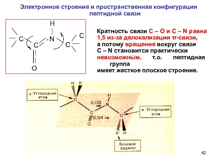 Электронное строение и пространственная конфигурация пептидной связи Кратность связи C