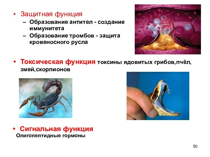 Защитная функция Образование антител - создание иммунитета Образование тромбов -