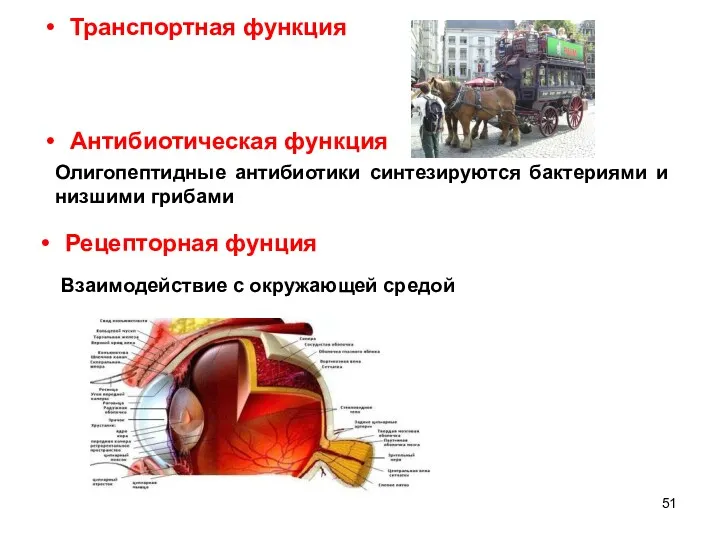 Транспортная функция Антибиотическая функция Олигопептидные антибиотики синтезируются бактериями и низшими