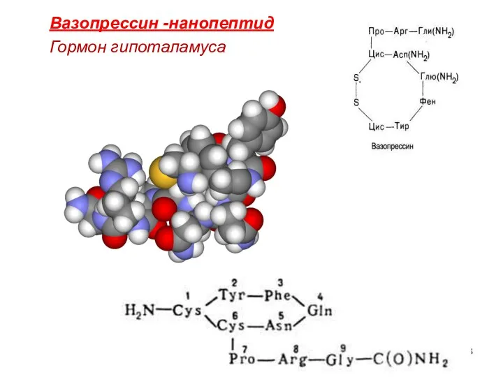 Вазопрессин -нанопептид Гормон гипоталамуса