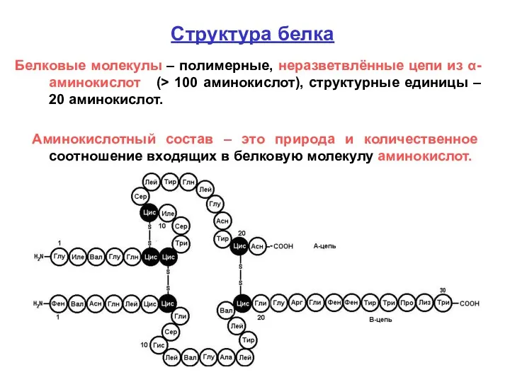 Структура белка Белковые молекулы – полимерные, неразветвлённые цепи из α-аминокислот