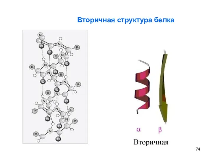 Вторичная структура белка