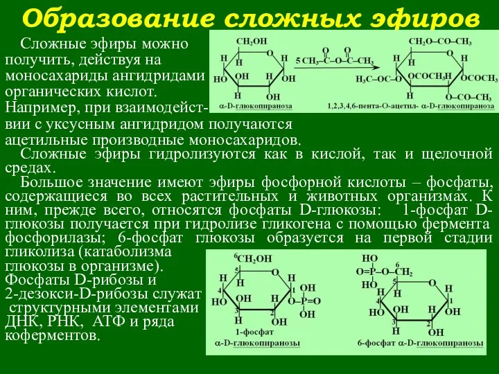 Образование сложных эфиров Сложные эфиры можно получить, действуя на моносахариды