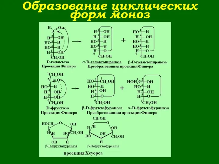 Образование циклических форм моноз