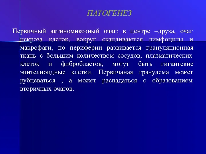 ПАТОГЕНЕЗ Первичный актиномикозный очаг: в центре –друза, очаг некроза клеток,